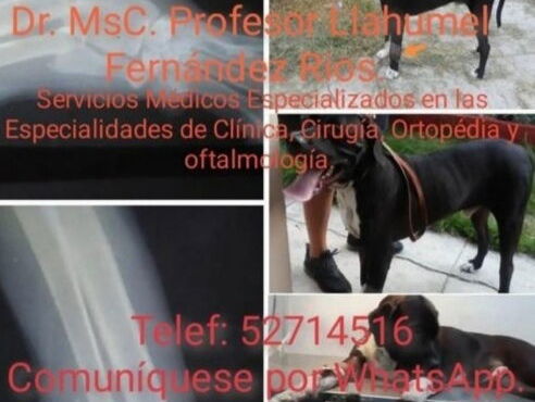 Veterinario de urgencias 24horas