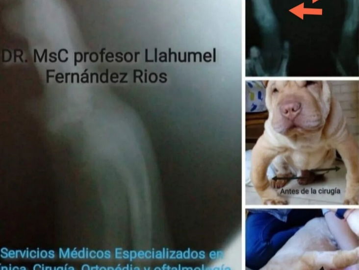 Veterinario en