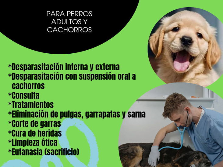Veterinario a Domicilio para perros adultos y cachorros