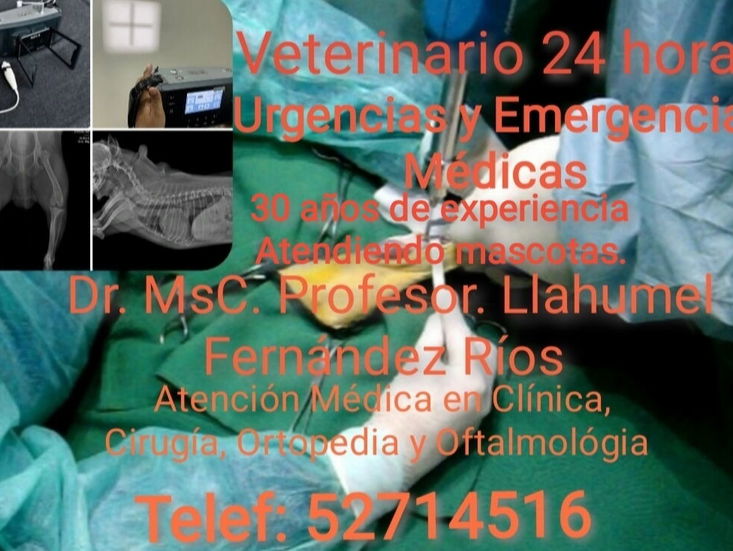 Veterinario